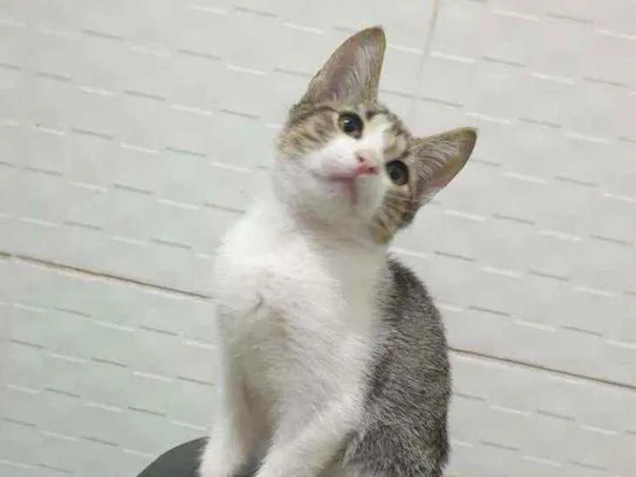 Gato ra a SRD idade 2 a 6 meses nome ........