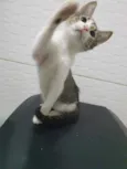 ........
