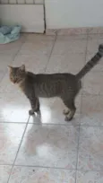 The Flash