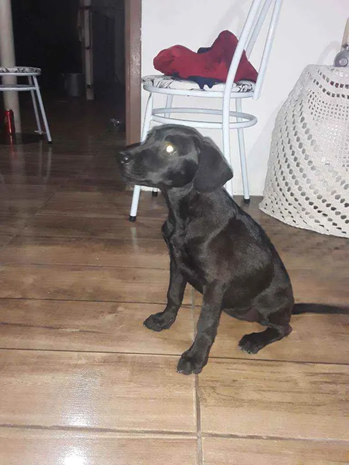 Cachorro ra a Vira Lata  com Labrador idade 7 a 11 meses nome Mary
