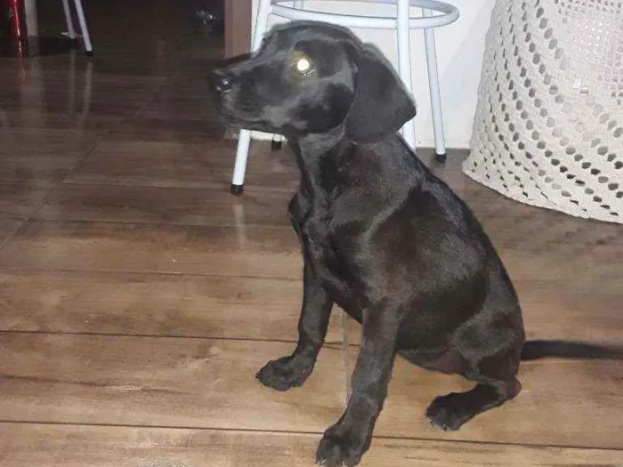 Cachorro ra a Vira Lata  com Labrador idade 7 a 11 meses nome Mary