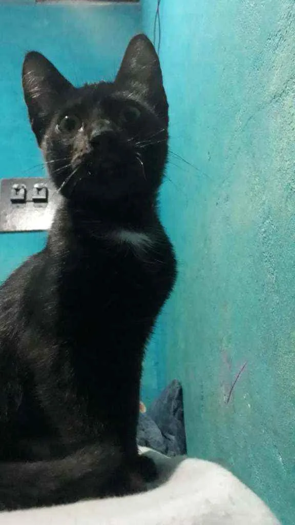 Gato ra a Sem Raca idade  nome Pretinha/ Faiska