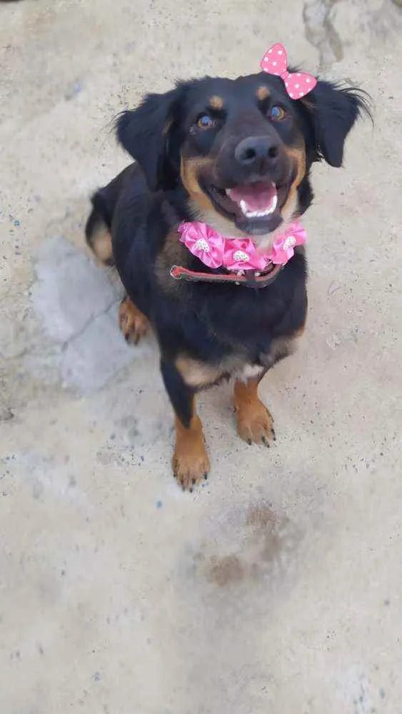 Cachorro ra a Srd idade 1 ano nome cacau 