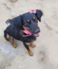 cacau 
