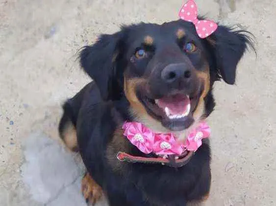 Cachorro ra a Srd idade 1 ano nome cacau 