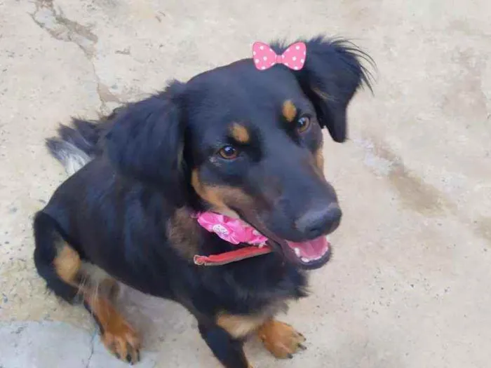 Cachorro ra a Srd idade 1 ano nome cacau 