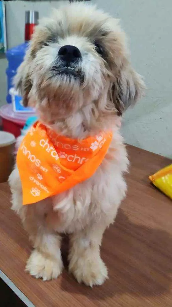 Cachorro ra a Srd idade 2 anos nome Gabriel