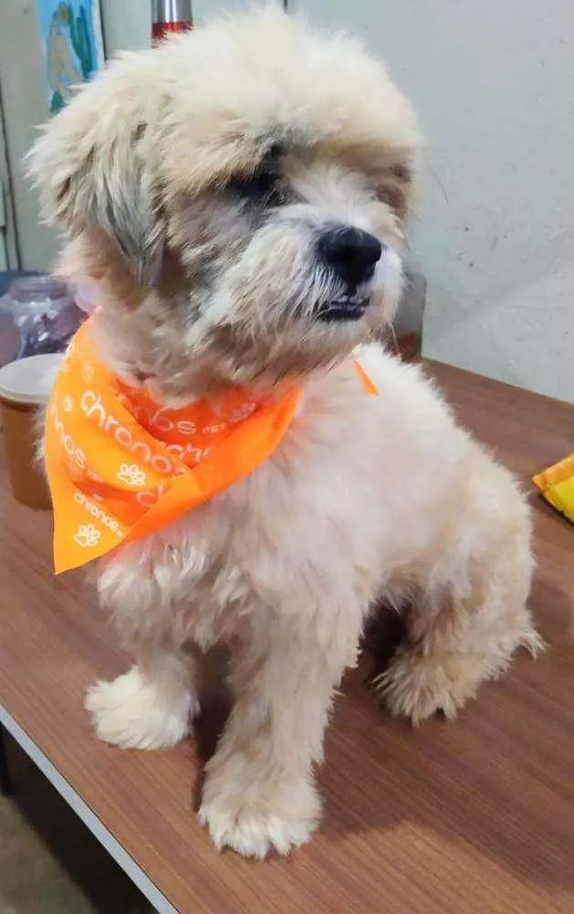 Cachorro ra a Srd idade 2 anos nome Gabriel