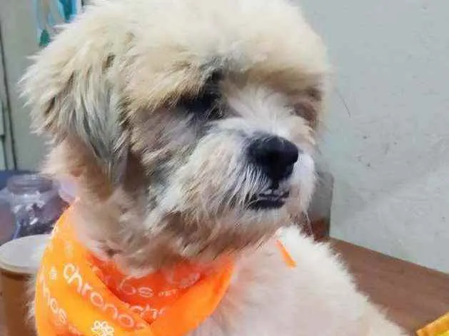 Cachorro ra a Srd idade 2 anos nome Gabriel