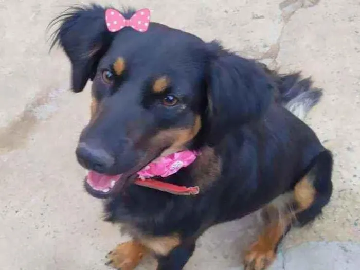 Cachorro ra a Srd idade 1 ano nome cacau 