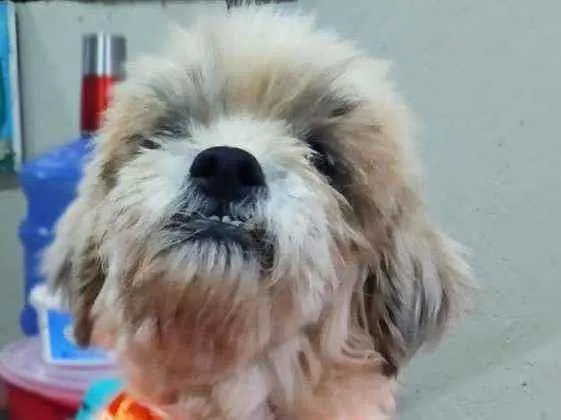 Cachorro ra a Srd idade 2 anos nome Gabriel
