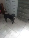Cachorro raça SRD idade 2 anos nome Pity