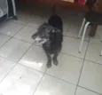 Cachorro raça SRD idade 2 anos nome Pity