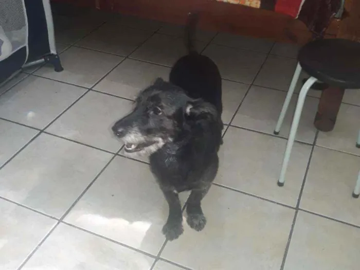 Cachorro raça SRD idade 2 anos nome Pity