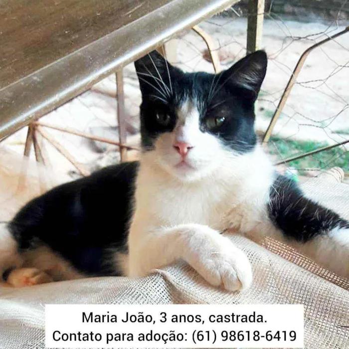 Gato ra a SRD idade 3 anos nome Maria João