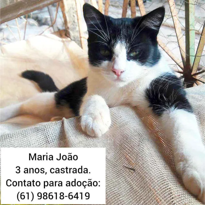 Gato ra a SRD idade 3 anos nome Maria João