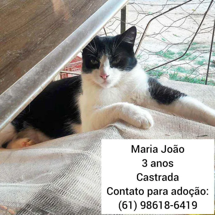 Gato ra a SRD idade 3 anos nome Maria João