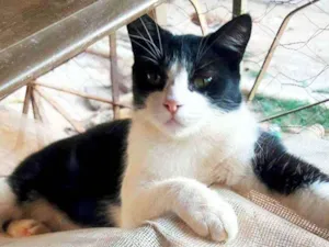 Gato raça SRD idade 3 anos nome Maria João