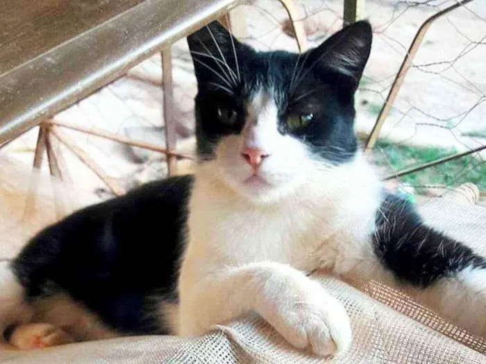 Gato ra a SRD idade 3 anos nome Maria João