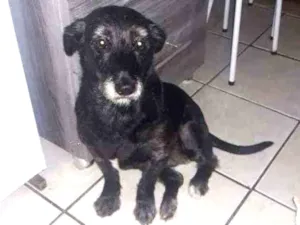 Cachorro raça SRD idade 2 anos nome Pity