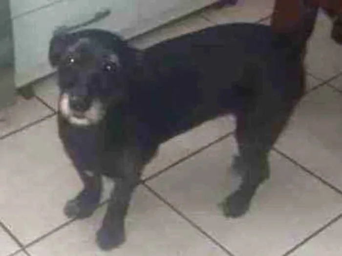 Cachorro raça SRD idade 2 anos nome Pity