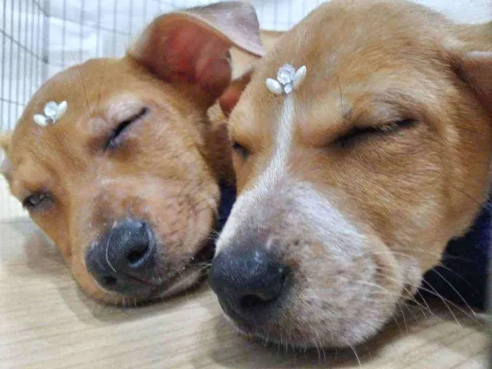 Cachorro ra a SRD idade Abaixo de 2 meses nome Anjinhas