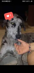 Frida