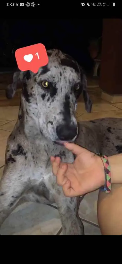 Cachorro ra a Dog alemão  idade 4 anos nome Frida