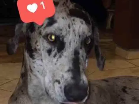 Cachorro ra a Dog alemão  idade 4 anos nome Frida