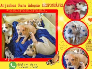 Cachorro raça SRD idade Abaixo de 2 meses nome Anjinho