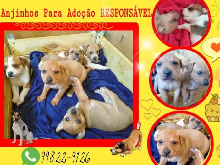 Cachorro ra a SRD idade Abaixo de 2 meses nome Anjinho