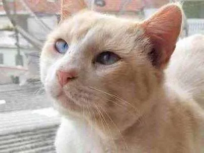 Gato raça Srd idade 7 a 11 meses nome Bianco lindo demais 