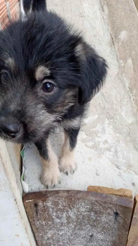 Cachorro raça Srd idade 2 a 6 meses nome Ricky bebê lindo 