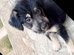 Cachorro raça Srd idade 2 a 6 meses nome Ricky bebê lindo 