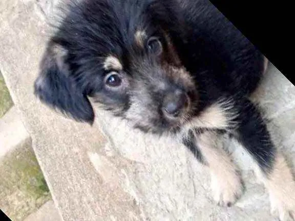 Cachorro raça Srd idade 2 a 6 meses nome Ricky bebê lindo 