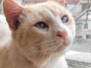 Gato raça Srd idade 7 a 11 meses nome Bianco lindo demais 