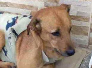 Cachorro raça Srd idade 1 ano nome Dudu lindo bonzinho 