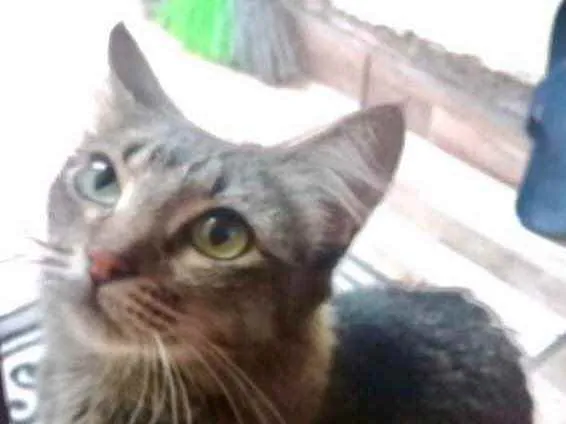 Gato raça Srd idade 1 ano nome Miumiu linda 
