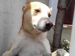Cachorro raça Srd idade 1 ano nome Trovão bonzinho 