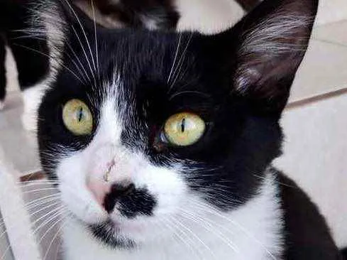 Gato raça Srd  idade 7 a 11 meses nome Sushi lindo 