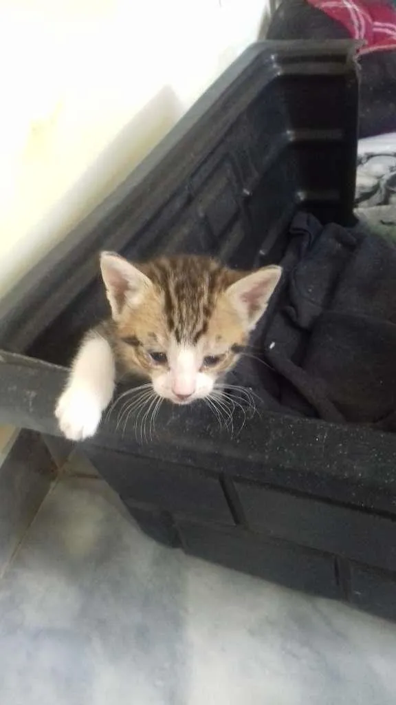 Gato ra a siames idade Abaixo de 2 meses nome Filhotes