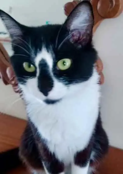 Gato raça Srd idade 1 ano nome Lua linda gatinha 