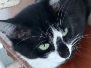 Gato raça Srd idade 1 ano nome Lua linda gatinha 