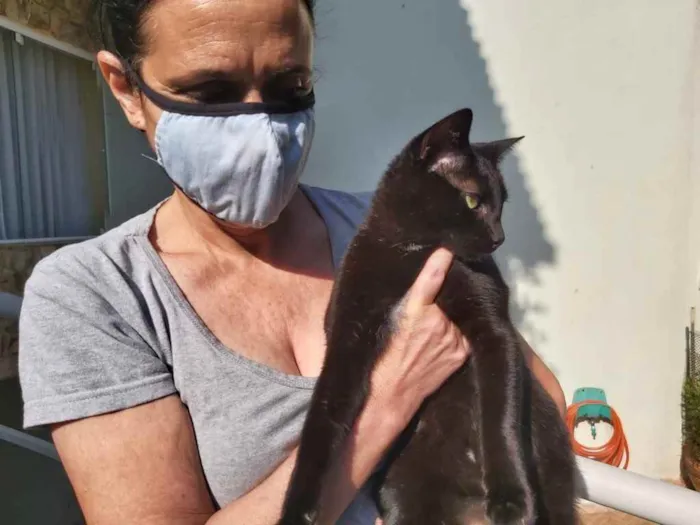 Gato raça Srd idade 7 a 11 meses nome Amanda linda gatinha