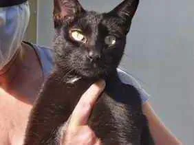 Gato raça Srd idade 7 a 11 meses nome Amanda linda gatinha