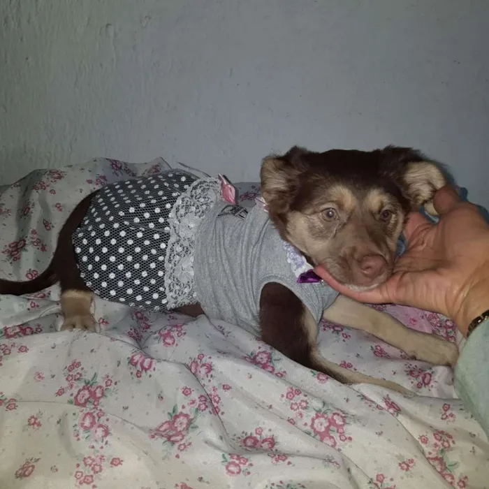 Cachorro ra a SRD-ViraLata idade 2 a 6 meses nome Lilly