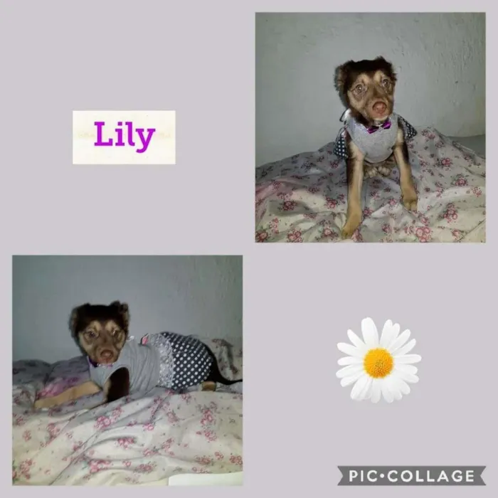 Cachorro ra a SRD-ViraLata idade 2 a 6 meses nome Lilly