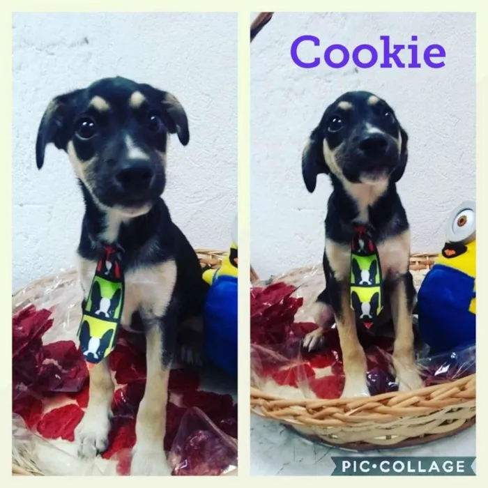 Cachorro ra a SRD-ViraLata idade 2 a 6 meses nome Cookie