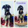 Cookie