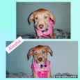 Alesha